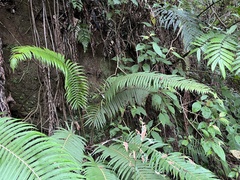 Sphaerostephanos taiwanensis