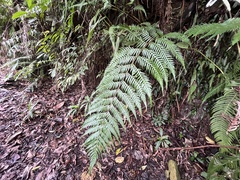 Sphaerostephanos taiwanensis