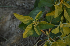 Croton argenteus