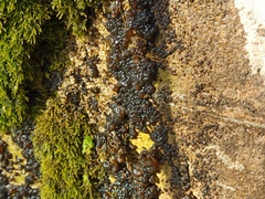 Nostocales