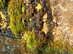 Nostocales