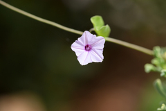Ipomoea sinensis