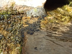 Nostocales