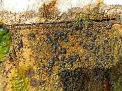 Nostocales