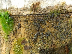 Nostocales