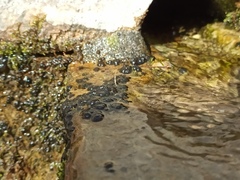 Nostocales
