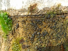 Nostocales