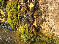 Nostocales