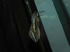 Abantiades latipennis