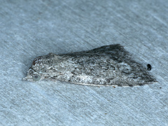 Calathusa basicunea