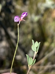 Indigofera sarmentosa