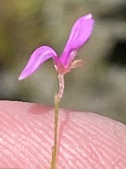 Indigofera sarmentosa