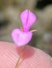 Indigofera sarmentosa
