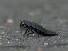 Necrophila americana