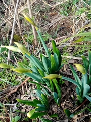 Narcissus pseudonarcissus