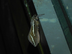 Abantiades latipennis