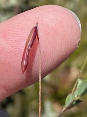 Indigofera sarmentosa