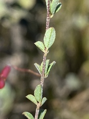 Indigofera sarmentosa
