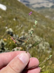 Indigofera sarmentosa