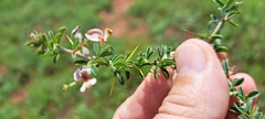 Indigofera circinnata