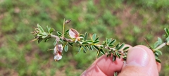 Indigofera circinnata