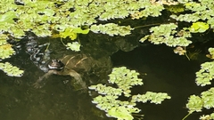Melanochelys trijuga