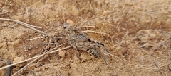 Pycnocrania grandidieri