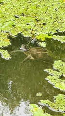 Melanochelys trijuga