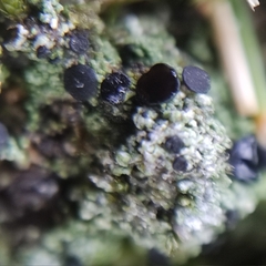 Bacidia bagliettoana