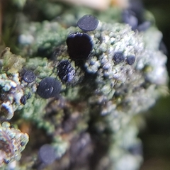 Bacidia bagliettoana