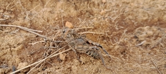 Pycnocrania grandidieri