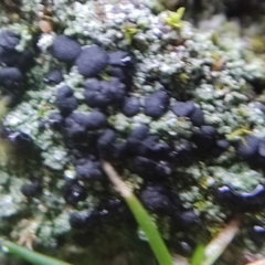 Bacidia bagliettoana