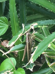 Patanga succincta