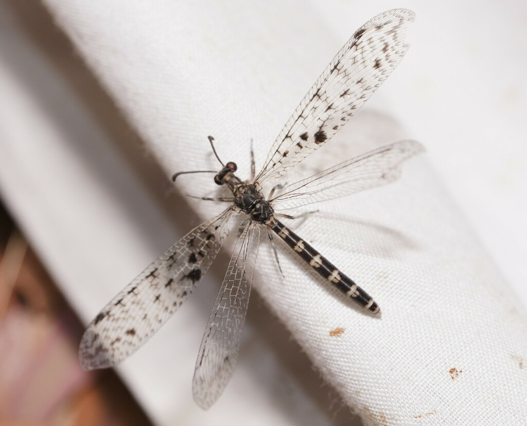 Bandidus grandithecus
