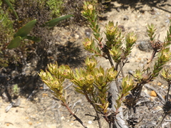 Leucadendron modestum