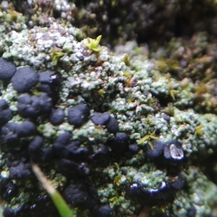 Bacidia bagliettoana