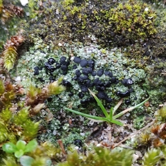 Bacidia bagliettoana