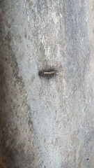 Orvasca subnotata