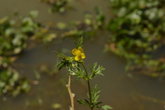 Scoparia montevidensis