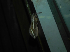 Abantiades latipennis