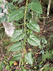 Cissus pteroclada