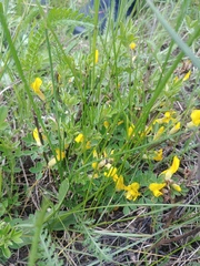 Chamaecytisus ruthenicus