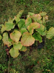 Bergenia crassifolia