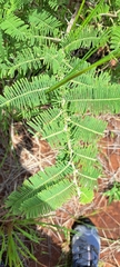 Vachellia rehmanniana