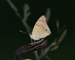 Junonia orithya