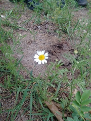 Anthemis ruthenica