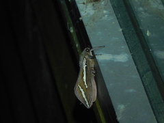 Abantiades latipennis