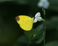 Eurema sari