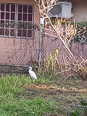 Bubulcus ibis