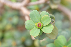 Socotran Spurge (Euphorbia socotrana)